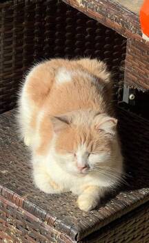 Goldie -  Domestic Short Hair Cat for Adoption in Cromwell, Kentucky - Goldie | PetCurious