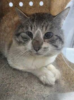 Domestic Short Hair Cats Available for Adoption - Fitz | PetCurious