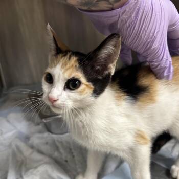 Cookie -  Domestic Short Hair Cat for Adoption in Winston-salem, North Carolina - Cookie | PetCurious