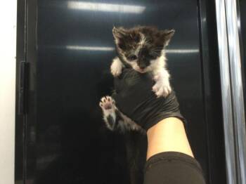 Domestic Short Hair Cats Available for Adoption in Thousand Palms, California - A1915208 | PetCurious