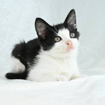 Ember -  Domestic Medium Hair Cat for Adoption in Mobile, Alabama - Ember | PetCurious
