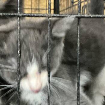 Alfa -  Domestic Short Hair Cat for Adoption in Durant, Oklahoma - Alfa | PetCurious