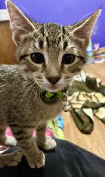 Rescue Domestic Short Hair Cats for Adoption in Faribault, Minnesota - Tempo | PetCurious
