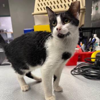 Oreo -  Domestic Short Hair Cat for Adoption in Spokane, Washington - Oreo | PetCurious