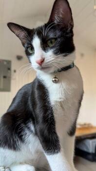 Chris -  Domestic Medium Hair Cat for Adoption in Arlington, Washington - Chris | PetCurious