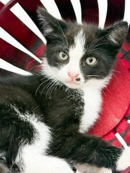 Domestic Short Hair Cats Available for Adoption in Bowling Green, Kentucky - Goose | PetCurious
