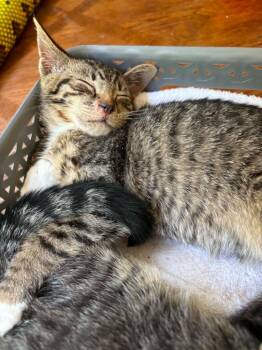 *Aelin -  Domestic Short Hair Cat for Adoption in Newnan, Georgia - *Aelin | PetCurious