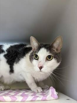 Aubrey 1229-26 -  Domestic Short Hair Cat for Adoption in Cumming, Georgia - Aubrey 1229-26 | PetCurious