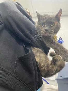 Domestic Short Hair Cats Available for Adoption - Mama Pepper | PetCurious