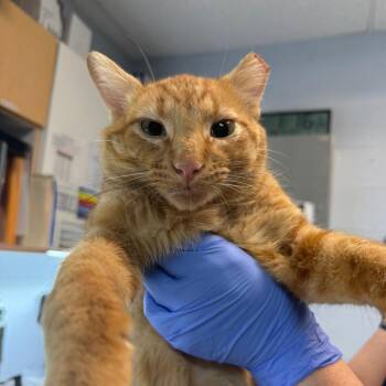 Logan -  Domestic Short Hair Cat for Adoption in Salt Lake City, Utah - Logan | PetCurious