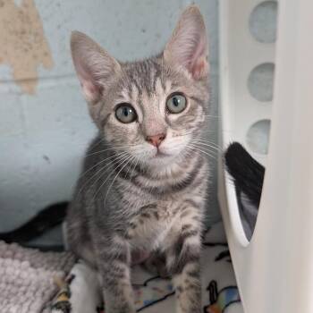 Gretchen Wieners -  Domestic Medium Hair Cat for Adoption in Kailua-kona, Hawaii - Gretchen Wieners | PetCurious