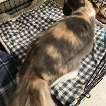 Priscilla -  Dilute Calico Cat for Adoption in Moline, Illinois - Priscilla | PetCurious