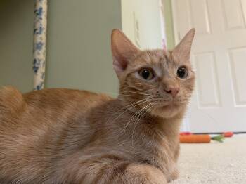 Yammie -  Domestic Short Hair Cat for Adoption in Herndon, Virginia - Yammie | PetCurious