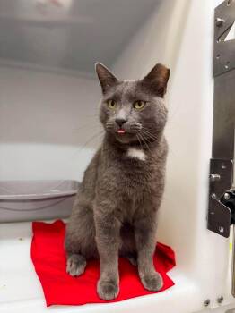 Vi -  Domestic Short Hair Cat for Adoption in Roosevelt, Utah - Vi | PetCurious