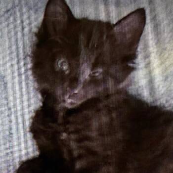Reef -  Domestic Medium Hair Cat for Adoption in Tampa, Florida - Reef | PetCurious