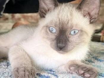 Brick -  Siamese Cat for Adoption in Parlier, California - Brick | PetCurious