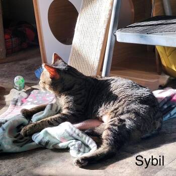 Domestic Short Hair Cats Available for Adoption - Sybil | PetCurious
