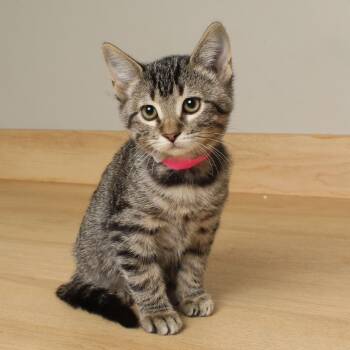 Rescue Domestic Short Hair Cats for Adoption in Minnetonka, Minnesota - Boo C66661 | PetCurious