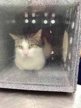 Domestic Short Hair Cats Available for Adoption in Athens, Tennessee - Birdie | PetCurious