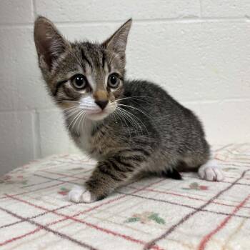 Throwback Thursday -  Domestic Short Hair Cat Available for Adoption in Charlottesville, Virginia - Throwback Thursday | PetCurious