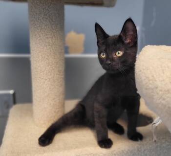 Trefoil -  Domestic Short Hair Cat for Adoption in Bloomington, Indiana - Trefoil | PetCurious