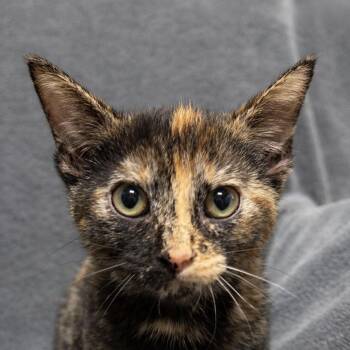 Tzu -  Domestic Short Hair Cat for Adoption in Brenham, Texas - Tzu | PetCurious