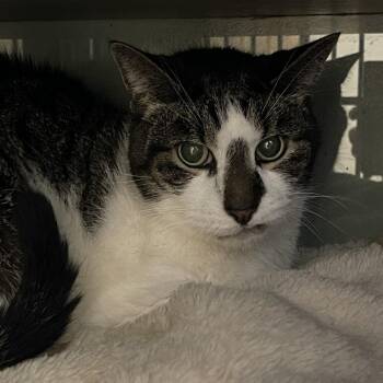 Jinx -  Domestic Short Hair Cat for Adoption in Walden, New York - Jinx | PetCurious