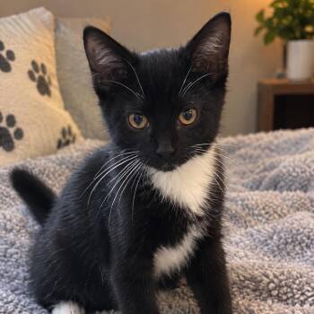 Shadow -  Domestic Long Hair Cat for Adoption in Eufaula, Alabama - Shadow | PetCurious