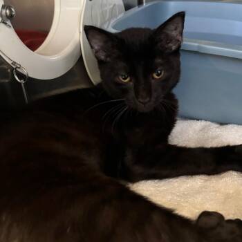 Fork -  Domestic Short Hair Cat for Adoption in Lakeland, Florida - Fork | PetCurious