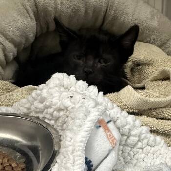 Logan -  Domestic Short Hair Cat for Adoption in Gainesville, Florida - Logan | PetCurious