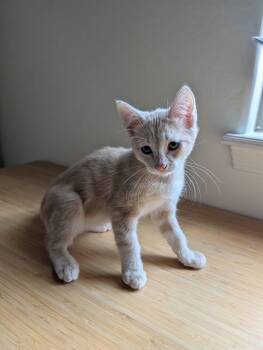 Sandy -  Domestic Short Hair Cat for Adoption in Chandler, Arizona - Sandy | PetCurious