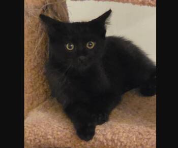 Lane Mathews -  Domestic Short Hair Cat for Adoption in Morrison, Colorado - Lane Mathews | PetCurious