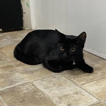 Tigey -  Domestic Short Hair Cat for Adoption in Monroe, Louisiana - Tigey | PetCurious