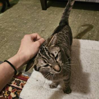 Domestic Short Hair Cats Available for Adoption in Reisterstown, Maryland - Holly (paired With Rolly) - Guests | PetCurious
