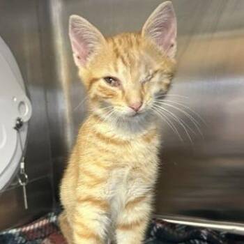 Brewster -  Domestic Short Hair Cat for Adoption in Knoxville, Tennessee - Brewster | PetCurious