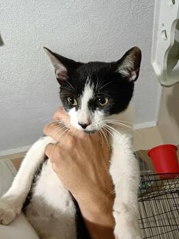 Orca -  Domestic Short Hair Cat for Adoption in Cromwell, Kentucky - Orca | PetCurious
