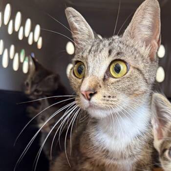 Esperanza -  Domestic Short Hair Cat for Adoption in Houston, Texas - Esperanza | PetCurious