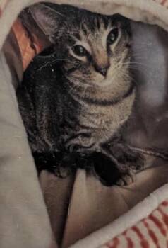 Taco -  Domestic Short Hair Cat for Adoption in Daytona Beach, Florida - Taco | PetCurious