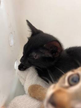 Moonie -  Domestic Short Hair Cat for Adoption in Honolulu, Hawaii - Moonie | PetCurious