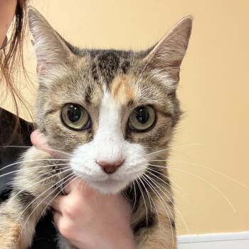 FWT Maddy -  Domestic Short Hair Cat for Adoption in Midland, Texas - FWT Maddy | PetCurious