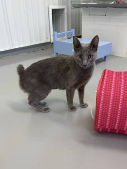 Willow -  American Bobtail Cat Available for Adoption in Big Rapids, Michigan - Willow | PetCurious