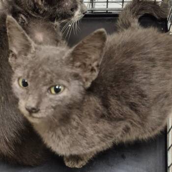 SCFL-Stray-66938 -  Domestic Short Hair Cat for Adoption in Lake Panasoffkee, Florida - SCFL-Stray-66938 | PetCurious
