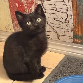 Rescue Domestic Short Hair Cats for Adoption in Wichita, Kansas - Churro | PetCurious