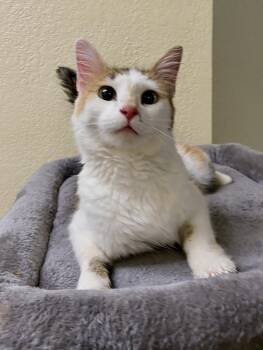 Belle -  Domestic Medium Hair Cat for Adoption in Fargo, North Dakota - Belle | PetCurious
