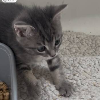 Rescue Domestic Short Hair Cats for Adoption in Debary, Florida - Scout | PetCurious