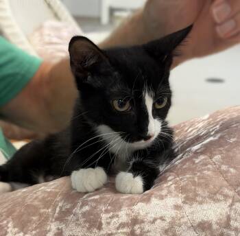Jane -  Domestic Short Hair Cat for Adoption in Slidell, Louisiana - Jane | PetCurious