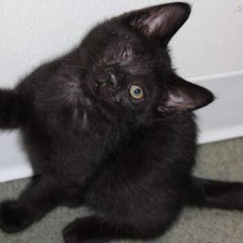 Casper (Formerly Meowedith) -  Domestic Short Hair Cat for Adoption in Defiance, Ohio - Casper (Formerly Meowedith) | PetCurious
