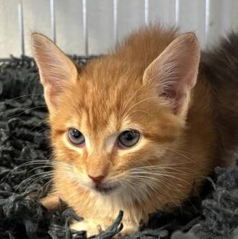 Odysseus 1471-26 -  Domestic Short Hair Cat for Adoption in Cumming, Georgia - Odysseus 1471-26 | PetCurious