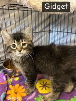 Gidget -  Domestic Medium Hair Cat for Adoption in Burlington, Iowa - Gidget | PetCurious