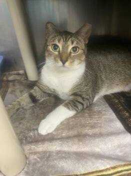 Domestic Short Hair Cats Available for Adoption - Mittens | PetCurious